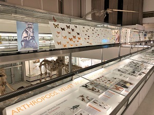 many drawers of insects displayed in a museum