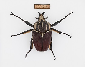 pinned goliath beetle