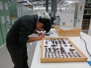 a man takes notes by a tray of pinned insects