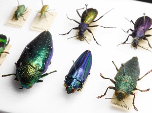 pinned insects