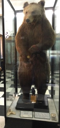 a taxidermy bear standing in a glass case