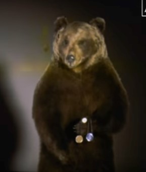 a close up of a standing taxidermy bear, wearing a medal around its neck