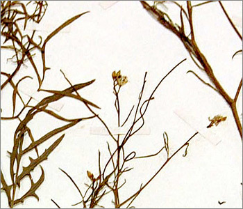 close up of a herbarium sheet