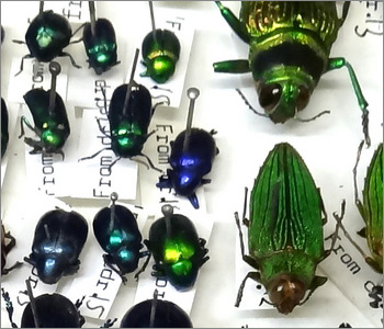 A close up of pinned beetles.