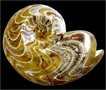 a polished ammonoid fossil