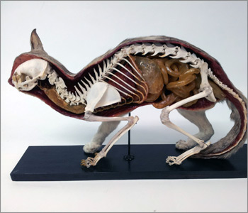 A half preparation of a cat