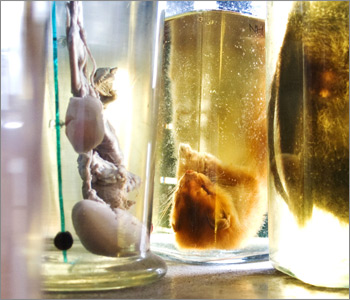 fluid stored specimens in glass jars